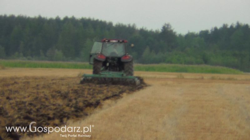 Talerzowane 2013 