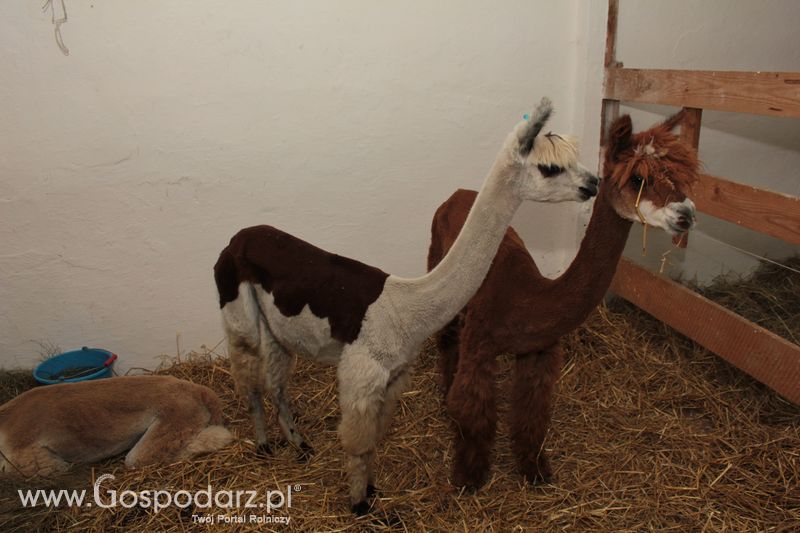 XVIII Regionalna Wystawa Zwierząt Hodowlanych w Szepietowie - niedziela