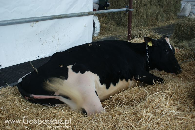 Bydło mleczne na XXV Krajowej Wystawie Zwierząt Hodowlanych
