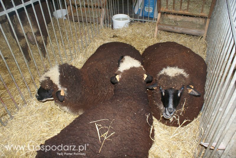 Owce i kozy na XXV Krajowej Wystawie Zwierząt Hodowlanych