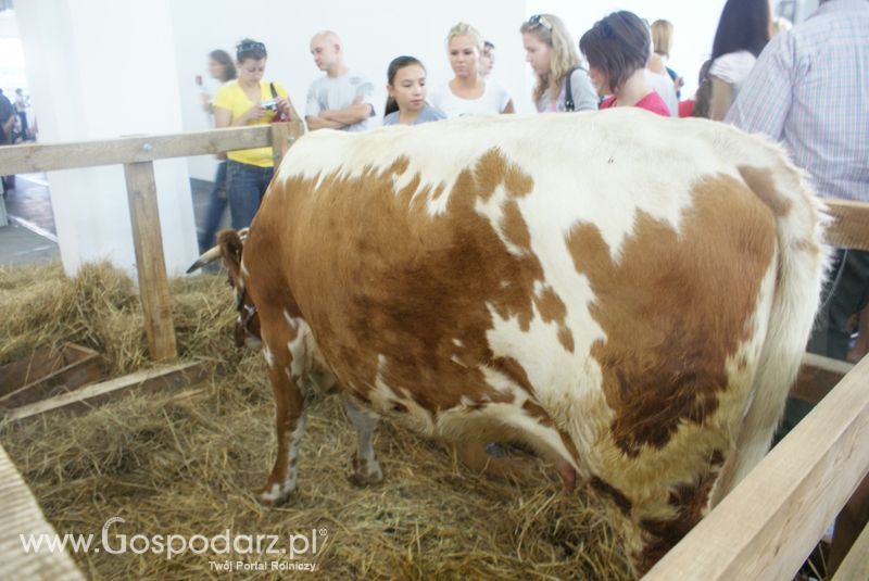 Bydło mięsne na XXV Krajowej Wystawie Zwierząt Hodowlanych