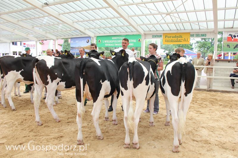 Wystawa bydła Sielinko 2011