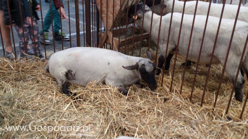 KWZH 2015. Bliskie spotkania ze zwierzętami hodowlanymi