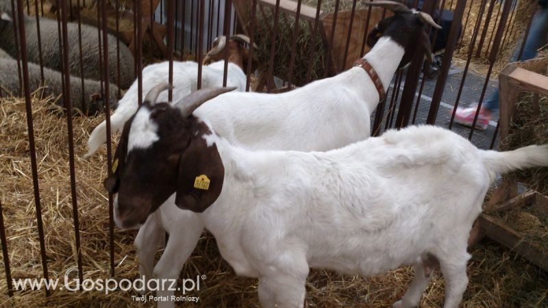 KWZH 2015. Bliskie spotkania ze zwierzętami hodowlanymi