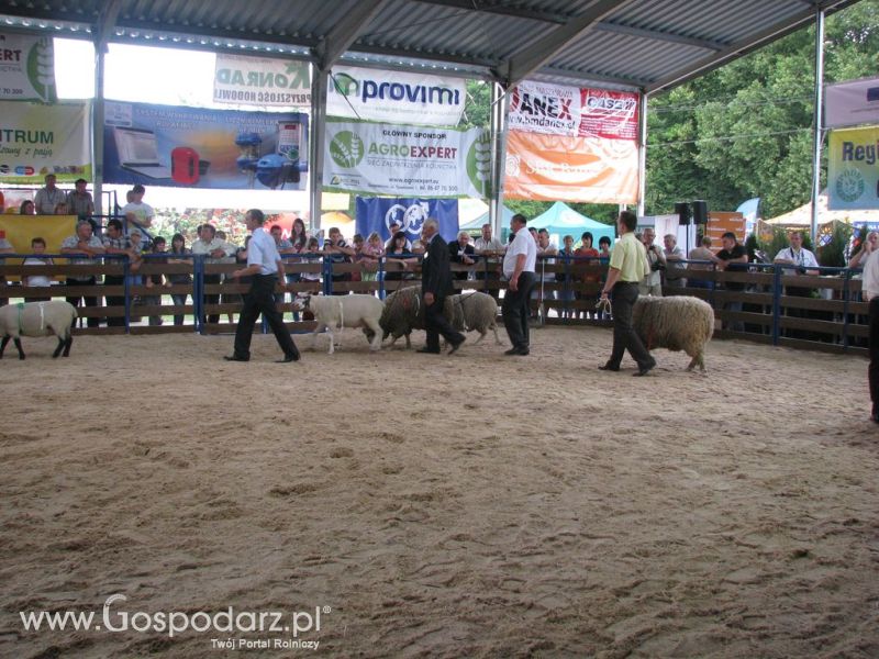 Owce- Szepietowo 2012 XIX Regionalna Wystawa Zwierząt Hodowlanych