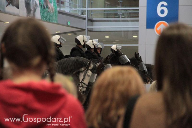 CAVALIADA 2013 w Poznaniu