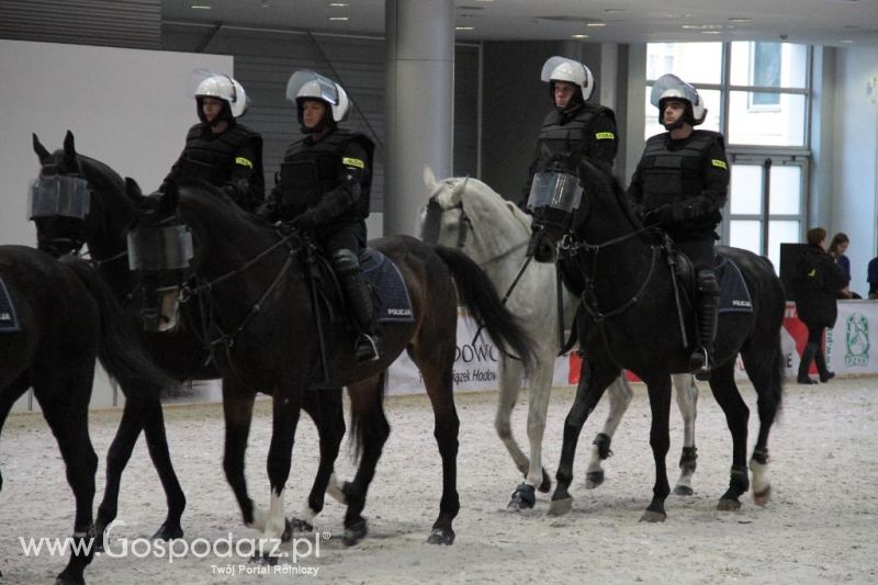 CAVALIADA 2013 w Poznaniu