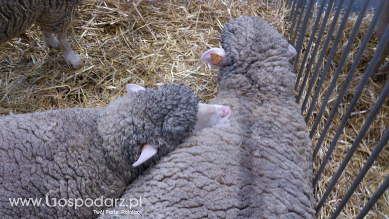 KWZH 2015. Bliskie spotkania ze zwierzętami hodowlanymi