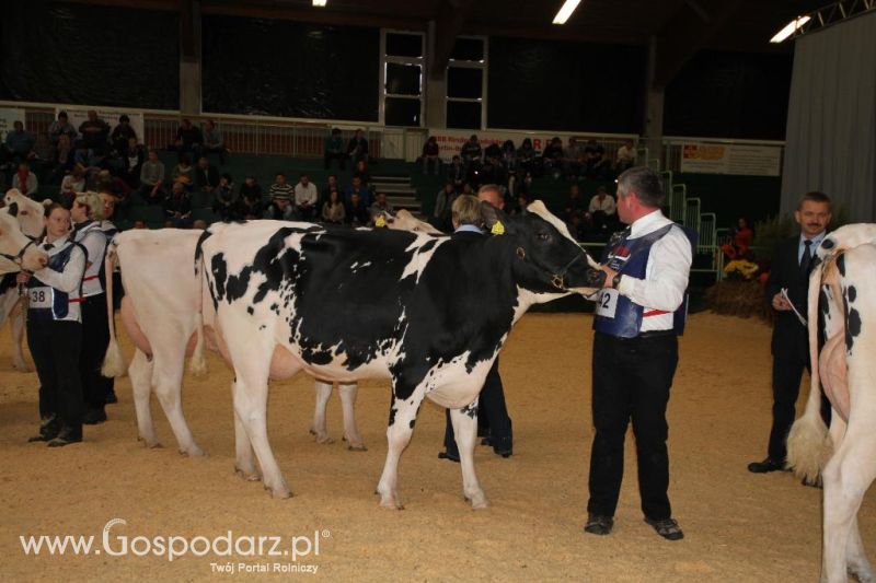 Wystawa  Blickpunkt Rind 2013 w miejscowości Paaren/Glien (Niemcy)