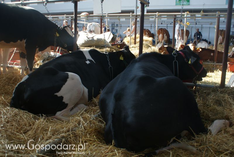 Bydło mleczne na XXV Krajowej Wystawie Zwierząt Hodowlanych