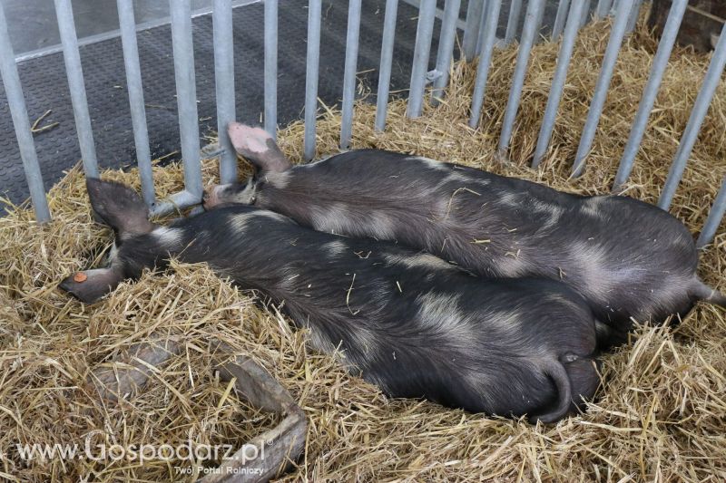 Krajowa Wystawa Zwierząt Hodowlanych w Poznaniu 2017 (niedziela, 7 maja)