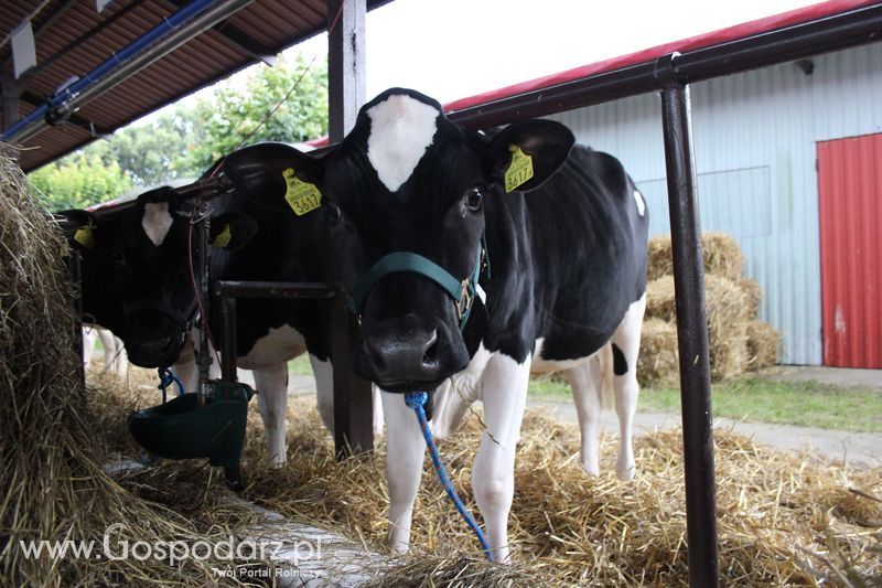 XVIII Regionalna Wystawa Zwierząt Hodowlanych w Szepietowie - przygotowania