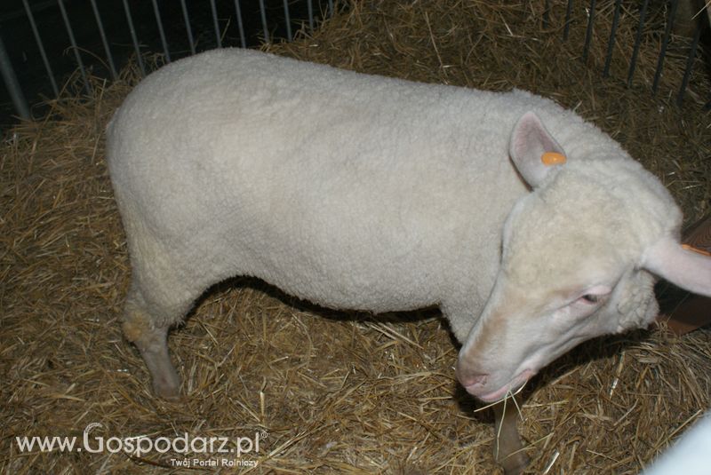 Owce i kozy na XXV Krajowej Wystawie Zwierząt Hodowlanych