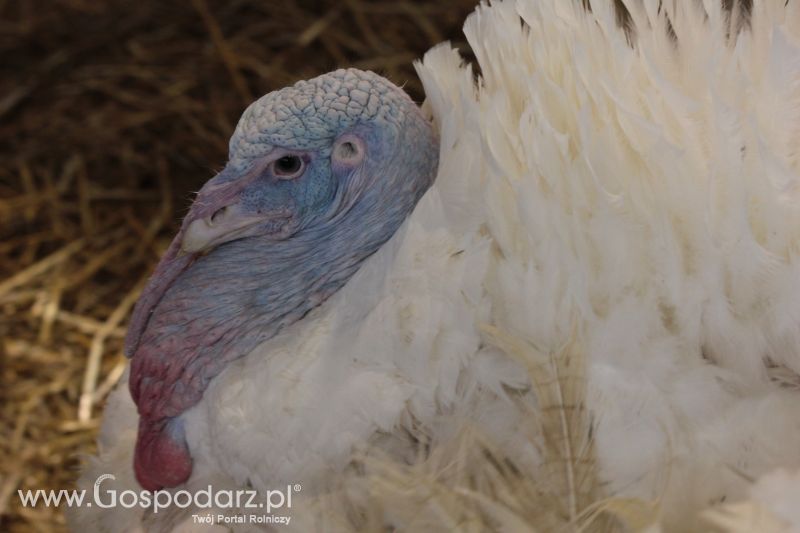 Polagra Premiery 2014 - czwartek