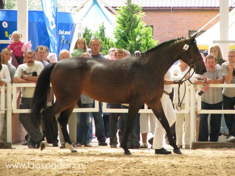 Wystawa Koni Sielinko 2011