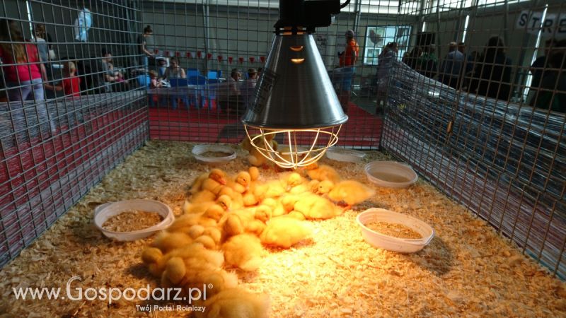 Narodowa Wystawa Zwierząt Hodowlanych 2019