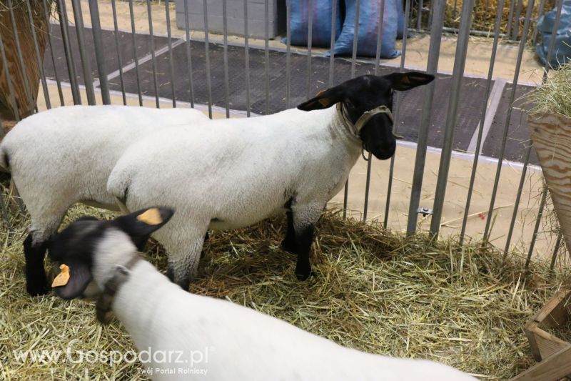 Krajowa Wystawa Zwierząt Hodowlanych w Poznaniu 2017 (sobota, 6 maja)