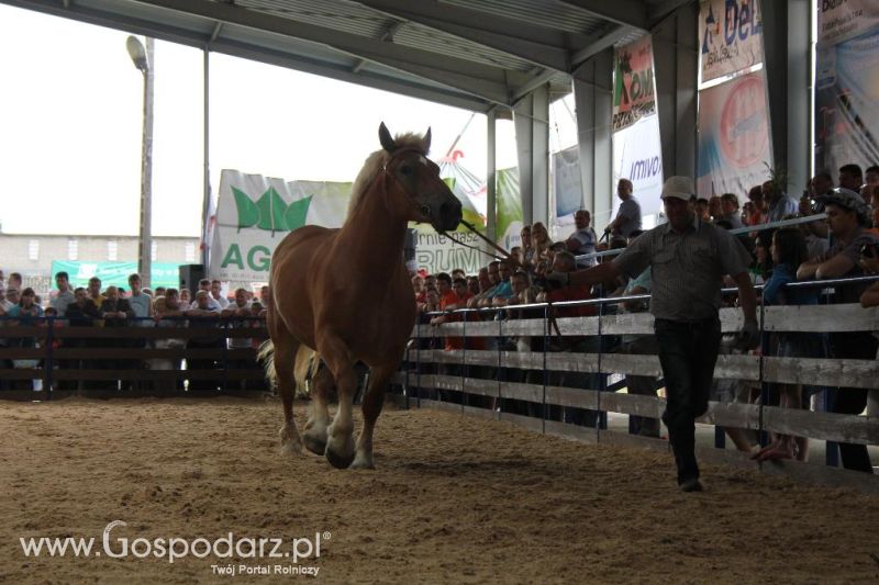 Regionalna Wystawa Zwierząt Hodowlanych i Dni z Doradztwem Rolniczym w Szepietowie-niedziela