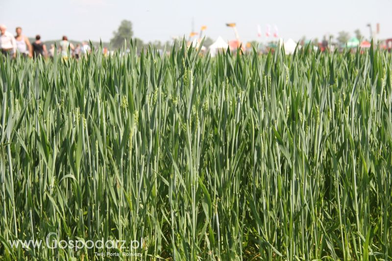 Zielone AGRO SHOW – POLSKIE ZBOŻA 2014 w Sielinku - niedziela