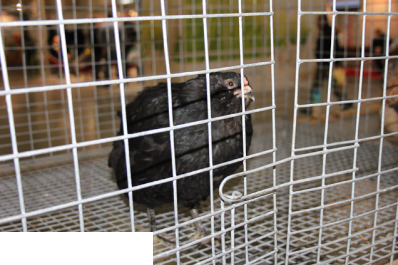Międzynarodowe Targi Hodowli Zwierząt FARMA