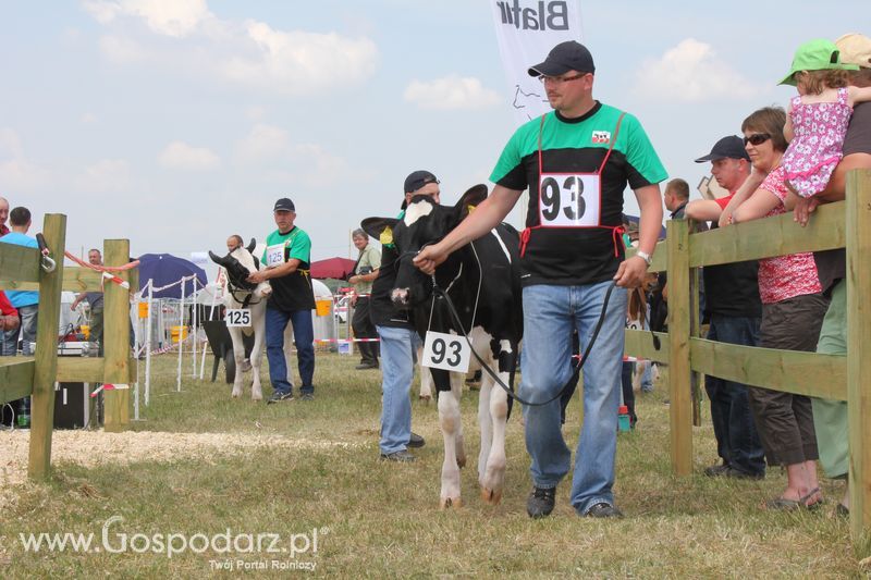 Superchampioni i championi Śląskiej Wystawy Bydła Mlecznego Opolagra 2011