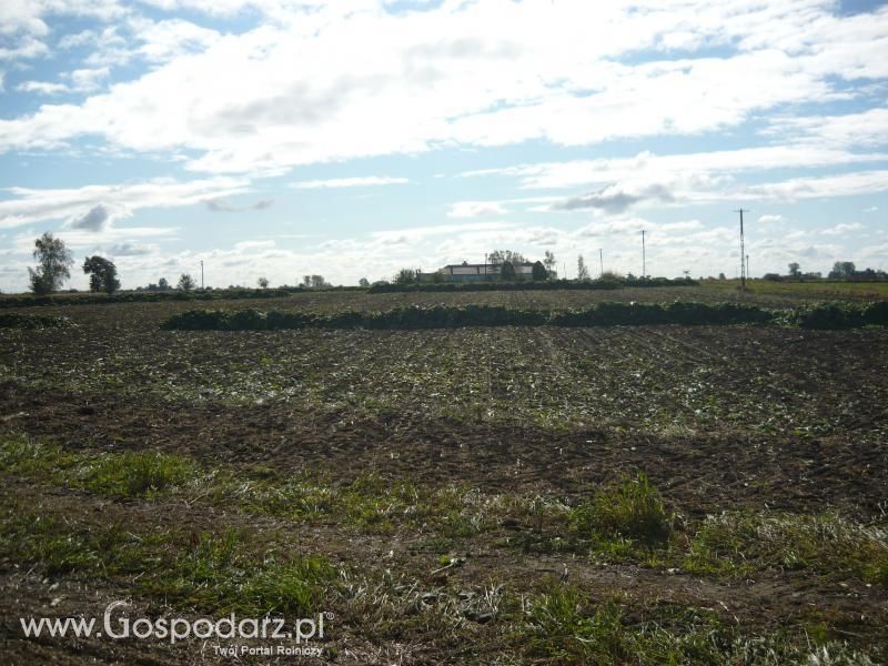 Buraki 2011
