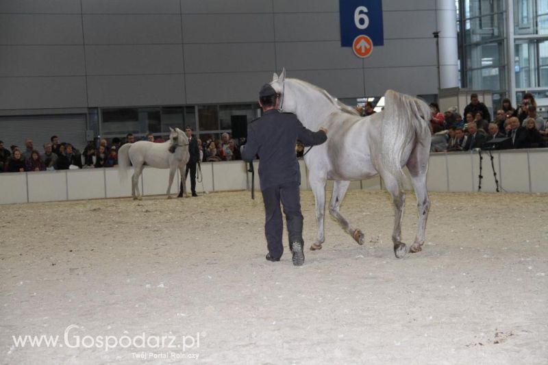 CAVALIADA 2013 w Poznaniu