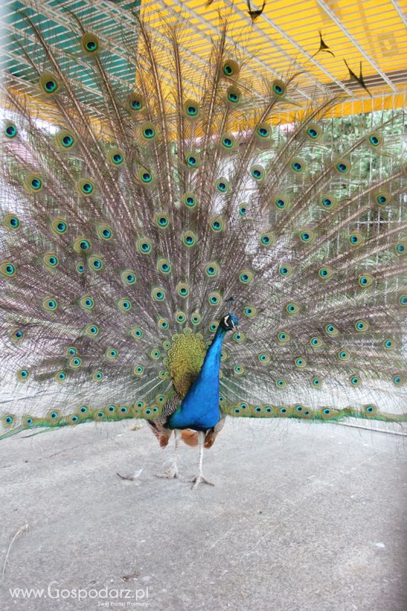 Wielkopolskie Targi Rolnicze „Sielinko 2011”  - Sobota