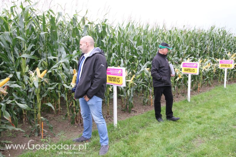 Poletka doświadczalne Caussade Nasiona w Dziećmiarkach 2017