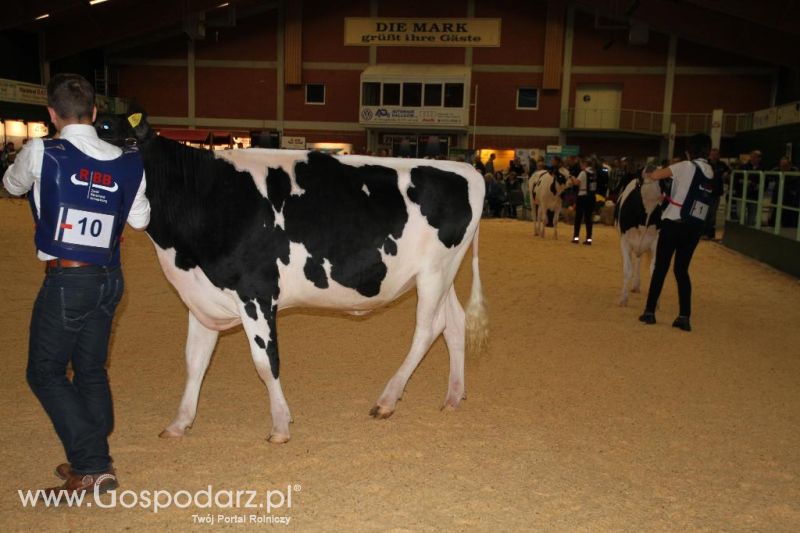 Wystawa  Blickpunkt Rind 2013 w miejscowości Paaren/Glien (Niemcy)