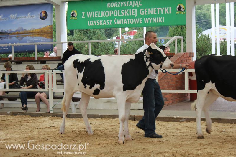 Wystawa bydła Sielinko 2011