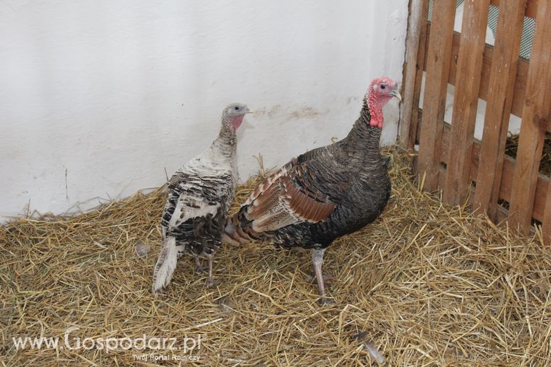 XVIII Regionalna Wystawa Zwierząt Hodowlanych w Szepietowie - niedziela