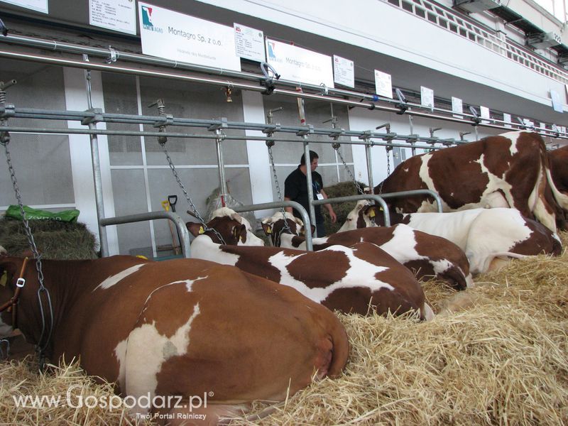 Bydło mleczne na XXV Krajowej Wystawie Zwierząt Hodowlanych