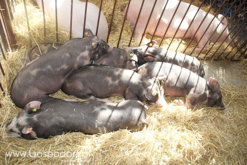 Lochy, knury na XXV Krajowej Wystawie Zwierząt Hodowlanych