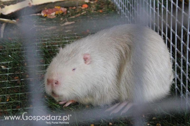 XXVI Krajowa Wystawa Zwierząt Hodowlanych - sobota i niedziela
