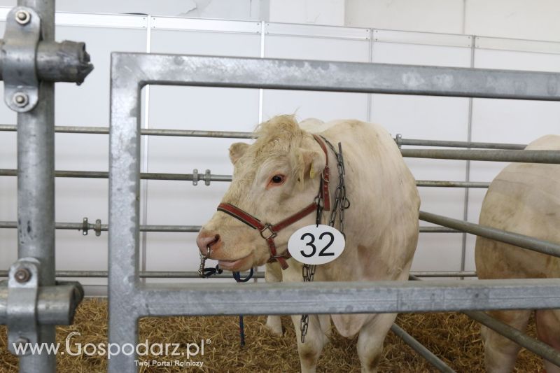 Krajowa Wystawa Zwierząt Hodowlanych w Poznaniu 2017 (sobota, 6 maja)