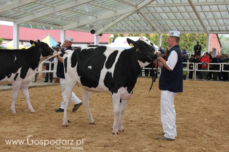 VII Ogólnopolska Wystawa Bydła Hodowlanego - Sielinko 2012