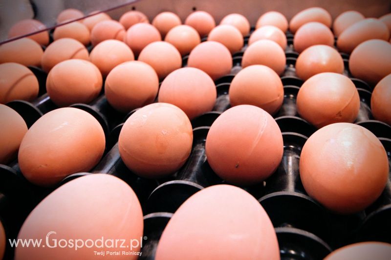 Ferma 2019 dzień 2