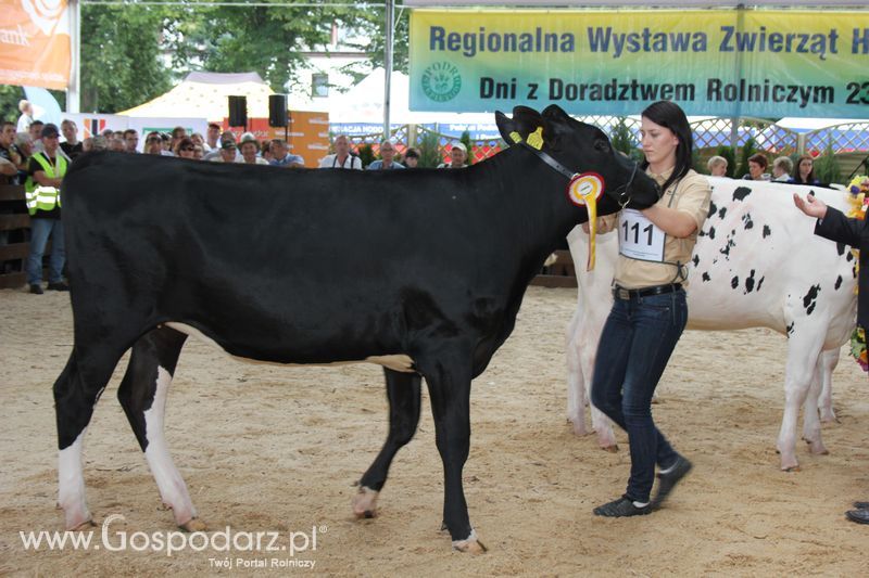 Bydło - Szepietowo 2012 XIX Regionalna Wystawa Zwierząt Hodowlanych