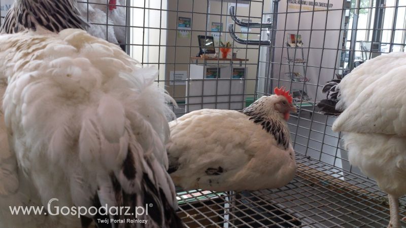 KWZH 2015. Bliskie spotkania ze zwierzętami hodowlanymi