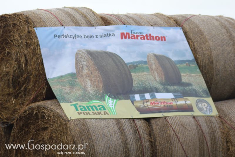 Tama na targach rolniczych Agroshow w Bednarach (2011).