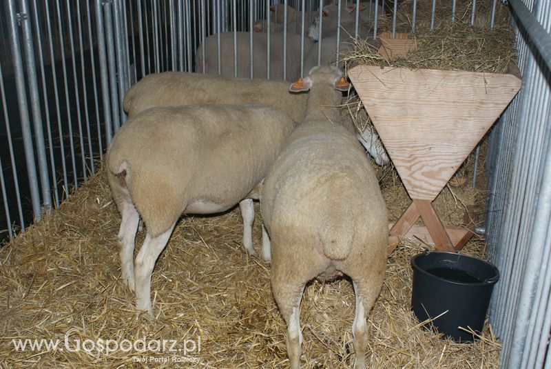 Owce i kozy na XXV Krajowej Wystawie Zwierząt Hodowlanych