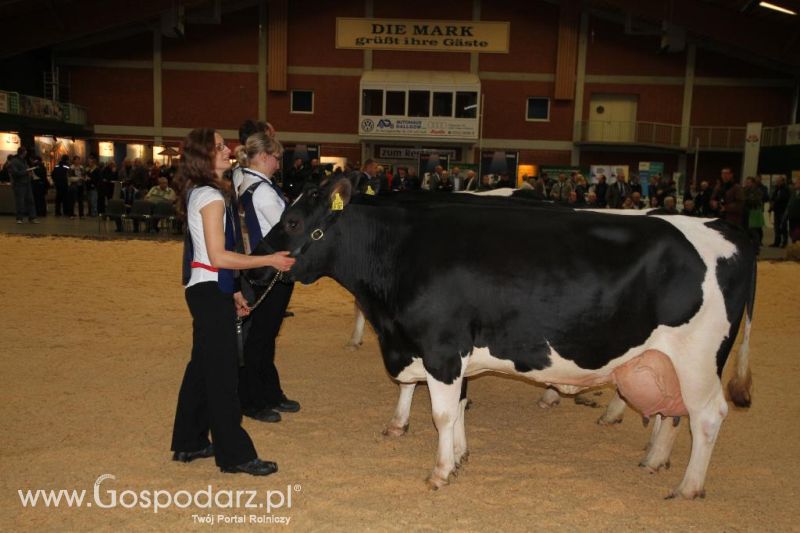 Wystawa  Blickpunkt Rind 2013 w miejscowości Paaren/Glien (Niemcy)