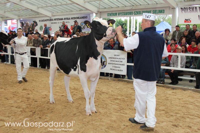 VII Ogólnopolska Wystawa Bydła Hodowlanego - Sielinko 2012