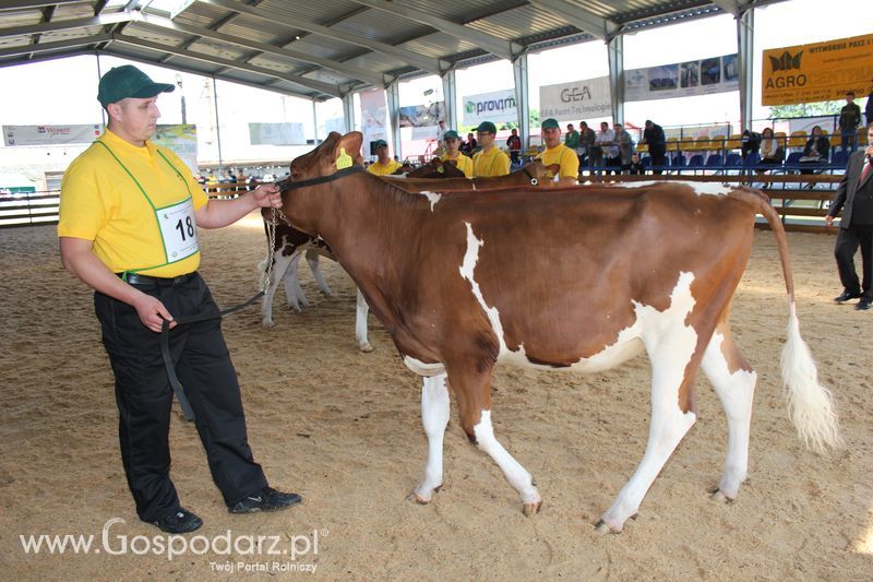 XVIII Regionalna Wystawa Zwierząt Hodowlanych i Dni z Doradztwem Rolniczym w Szepietowie - Sobota