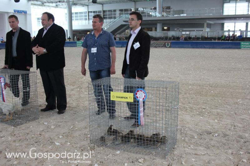 XXVI Krajowa Wystawa Zwierząt Hodowlanych - sobota i niedziela