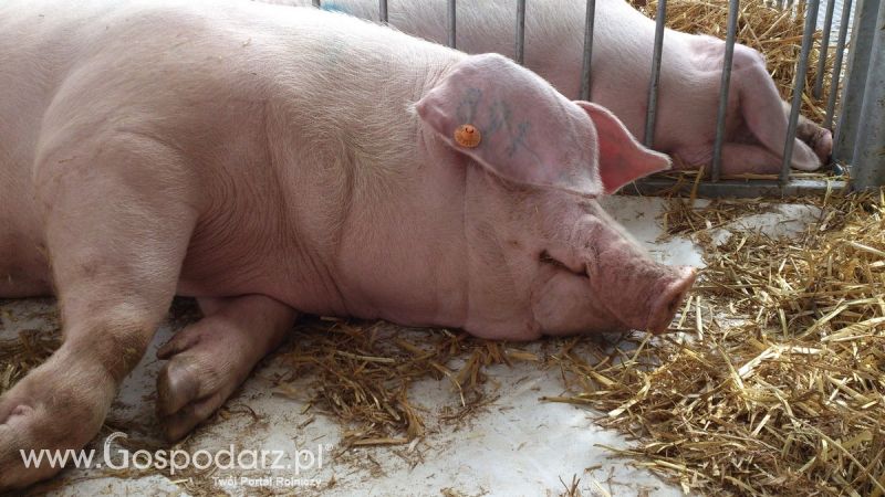 KWZH 2015. Bliskie spotkania ze zwierzętami hodowlanymi