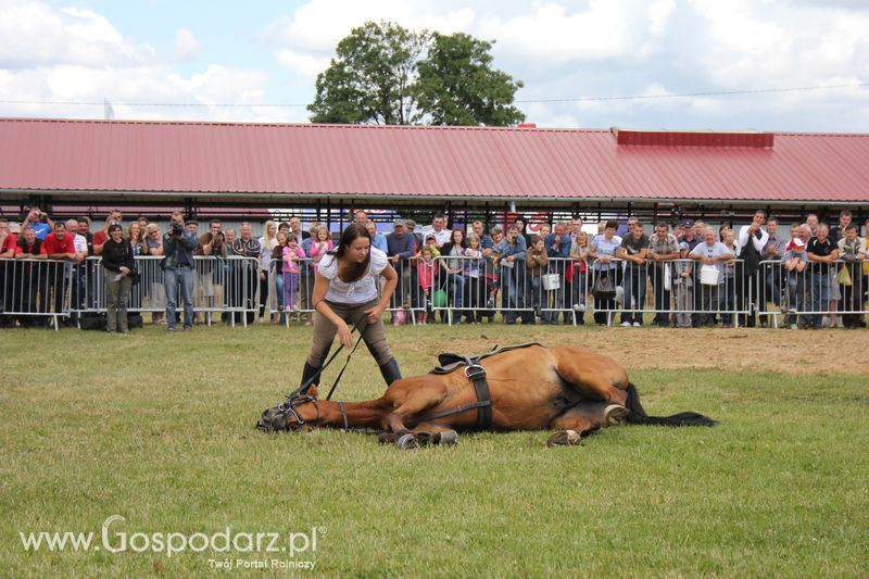 XVIII Regionalna Wystawa Zwierząt Hodowlanych i Dni z Doradztwem Rolniczym w Szepietowie - Sobota