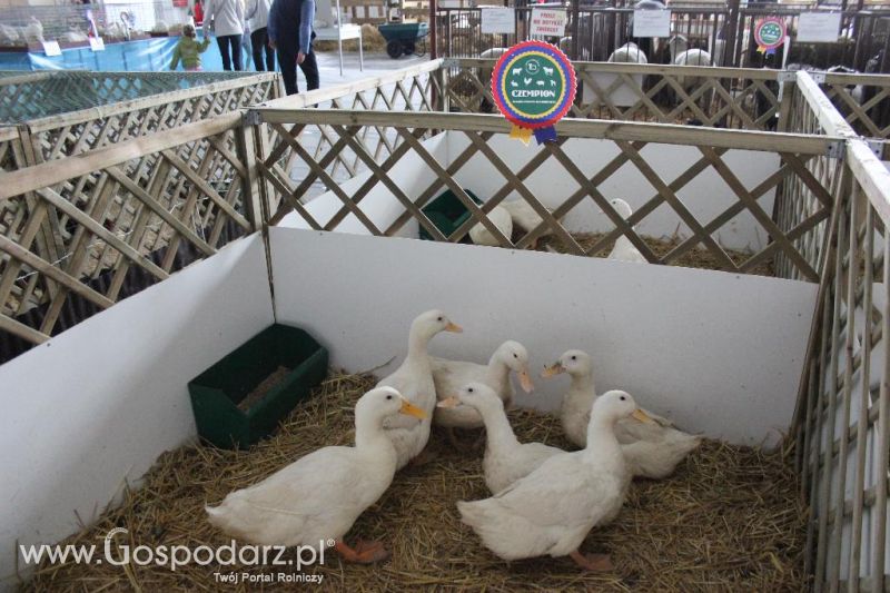 XXVI Krajowa Wystawa Zwierząt Hodowlanych - sobota i niedziela