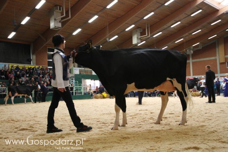 Wystawa  Blickpunkt Rind 2013 w miejscowości Paaren/Glien (Niemcy)